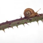 Snail on a Thorny Brach