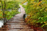 Path through the woods